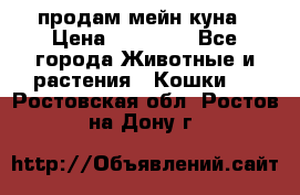 продам мейн куна › Цена ­ 15 000 - Все города Животные и растения » Кошки   . Ростовская обл.,Ростов-на-Дону г.